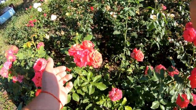 Мидсаммер (Midsummer) - Розы Флорибунда смотреть онлайн