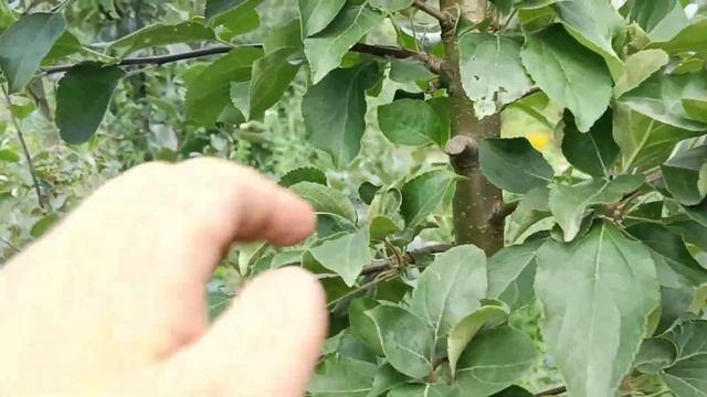СОРТ ЯБЛОНИ КОВАЛЕНКОВСКОЕ НА Р60 15 08 23 смотреть онлайн