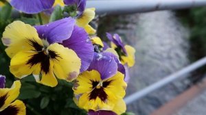 Очень красивое видео. Цветы и природа.