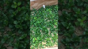 Результат укоренение черенков гортензии в песке