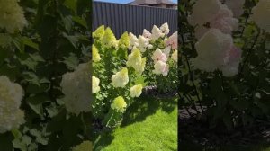 Прогулка по саду 13.08.25. Обзор сортов гортензий.