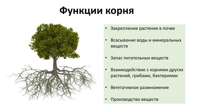 4. Корень (6 класс) - биология, подготовка к ЕГЭ и ОГЭ 2019 смотреть онлайн