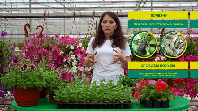 ЭТИ болезни и вредители ПОРАЖАЮТ петунию. Как спасти п