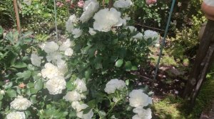 Роза "Аспирин" почвопокровная роза