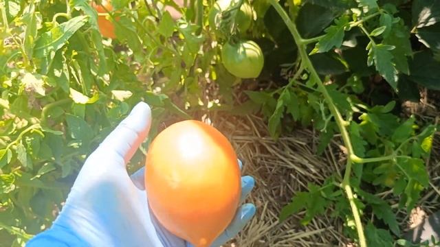 Низкорослые томаты Балерина, Таёжное золото, Иван Куп? смотреть онлайн