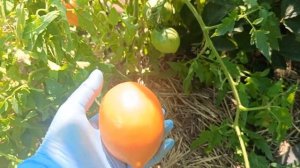 Низкорослые томаты Балерина, Таёжное золото, Иван Куп?