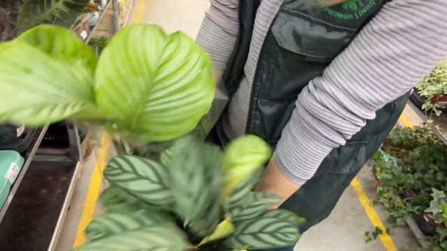 Ассортимент горшечных растений в Гринвилль! Хиты, нов? смотреть онлайн