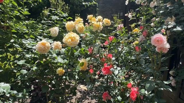Мой розарий на пике цветения смотреть онлайн
