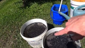 Используй ЗОЛУ Правильно: 4 Летних Подкормки Золой