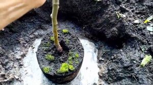 Посадка Яблони "БЕЛЫЙ НАЛИВ".  Двухлетний  САЖЕНЕЦ.  27 а?