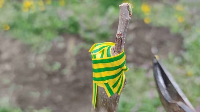 прививка яблони весной // apple tree grafting смотреть онлайн