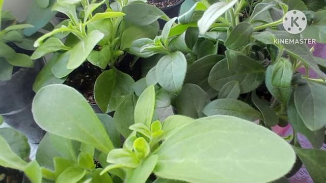 Развитие и обзор моей петунии, от мало до велика! смотреть онлайн