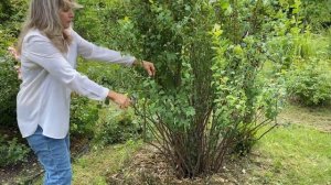 Обязательная обрезка спиреи Вангутта: что нужно знать