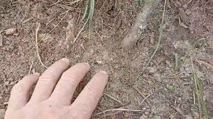 Груша не растет. Причина.