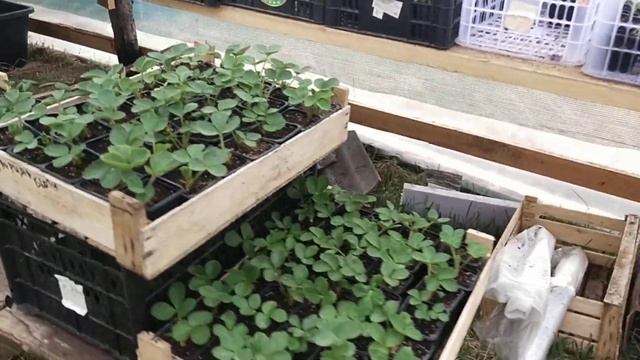 Состояние рассады на 10 мая 2025 смотреть онлайн