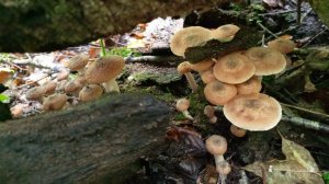 Краснодарский край. Грибы есть