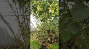 Прививка бересклета на штамб, особенности прививки, и?