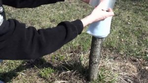 Средство от муравьёв. Защита плодовых деревьев от мур?