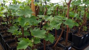 Чем подкормить вегетирующий саженец винограда, когда