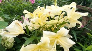 Лилия BIG BROTHER