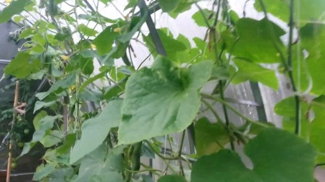 Выращивание огурцов в теплице. Как сохранить огурцы з? смотреть онлайн