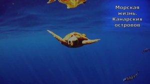 Канары. Морские обитатели. ИИ. Песня. (документальный фильм)