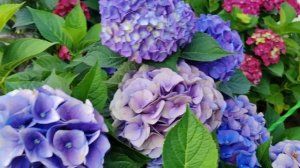 10.06.25.Большой обзор крупнолистных гортензий 🌺🌺🌺🌺?