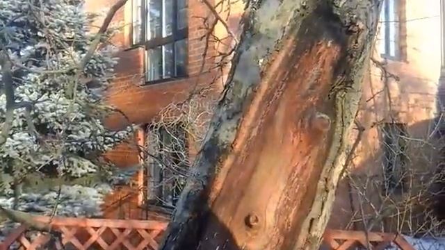 Морозобоины на яблоне, 🌳🍎🍏причина и лечение ☺