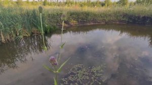 Садовый пруд на участке, даче своими руками для развед