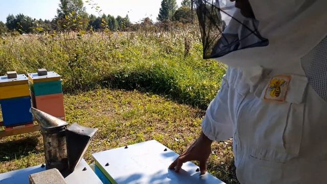 Количество расплода в шестирамочных ульях на 31 август