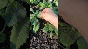 Примула, выращивание и уход, подготовка к зиме, этап I ?