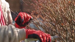 Как обрезать иву хакуро нишики весной? Такая обрезка с