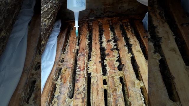 🐝Обработка БИПИНОМ. Мор для мышей(полная версия)🍯 смотреть онлайн