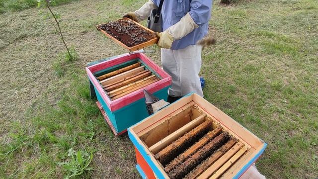 Делаем долгоиграющую стартёр-воспиталку для вывода м? смотреть онлайн