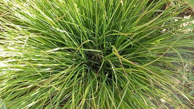 Гортензія волотиста Dentelle de Gorron красиво квітучий кущ з смотреть онлайн