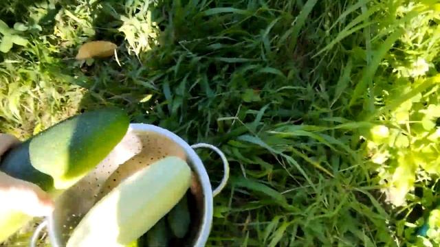 Шпалеры для огурцов 26.06.25.