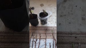 Укоренение черенков персика методом буррито 🌯