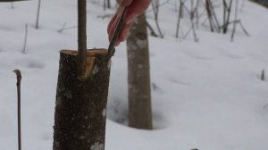 Как можно улучшить рябину.