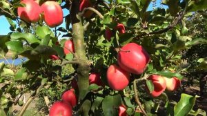 Сорт АМБРОЗИЯ: универсальное яблоко со сладким медовы