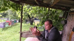 Пчёлы не работают на пасеке хоть и взяток есть! В чём м?