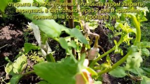 Выращивание помидор на картофеле   результат эксперим