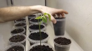 Быстрое проращивание грецкого ореха