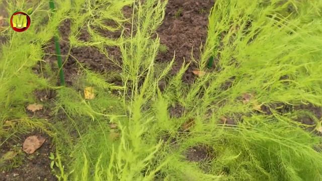 Как НУЖНО выращивать спаржу. НАШ МЕТОД ПОСАДКИ СПАРЖИ смотреть онлайн