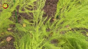 Как НУЖНО выращивать спаржу. НАШ МЕТОД ПОСАДКИ СПАРЖИ