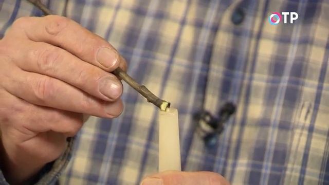 Зимняя заготовка черенков плодовых деревьев для весе?