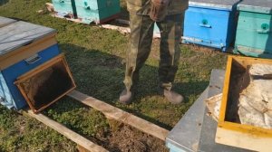 Объединение пчел весной