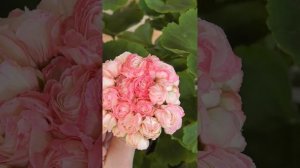 Денизе-Сутарве Пеларгония. Сорт или спорт?