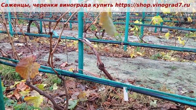 Обрезка винограда осенью, формировка куста на кордон. смотреть онлайн