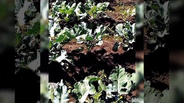 ЛЕТОМ В ПАРКЕ МОНРЕПО 🌿 PARK смотреть онлайн