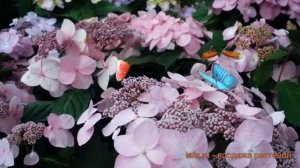 Гортензия крупнолистовая Твист энд Шаут 🌿 обзор: как